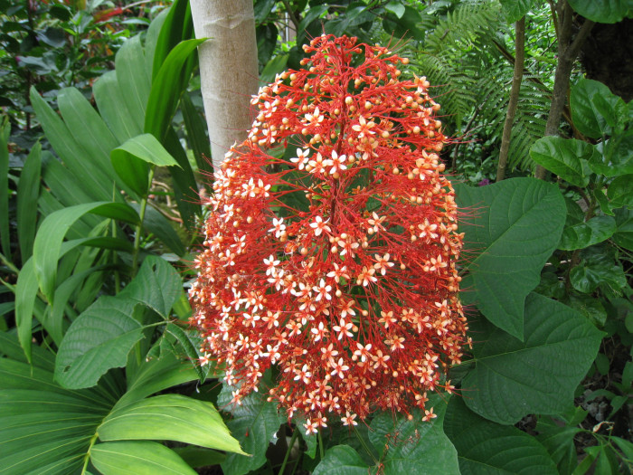 용선화 - Pagoda Flower, Pyramid flower, Temple flower, Clerodendrum paniculatum