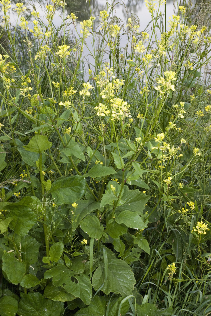 들갓 - Sinapis arvensis L. var. arvensis