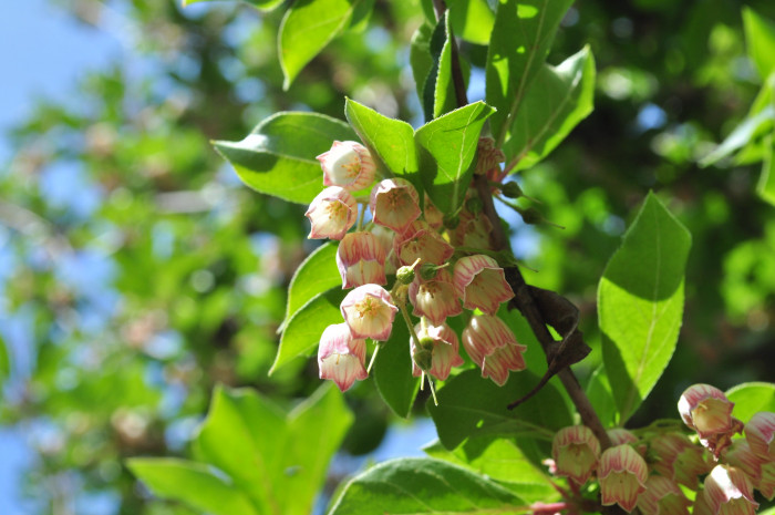 등대꽃 - Enkianthus campanulatus 