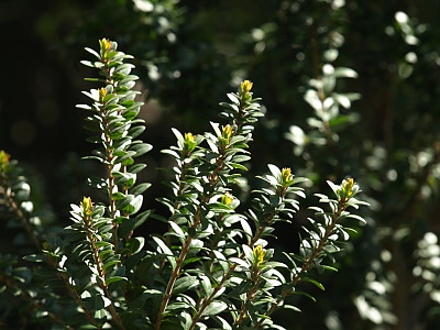 은매화 사진 - Myrtus communis L. Photos