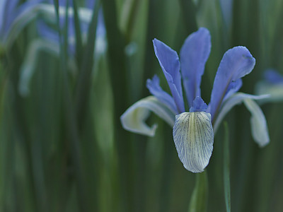 타래붓꽃 사진 - Iris lactea var. chinensis (Fisch.) Koidz. Photos