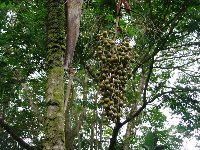 스틸트야자 - Seychelles Stilt Palm, Latanier Latte, Stilt Palm, Verschaffeltia splendida H.Wendl.