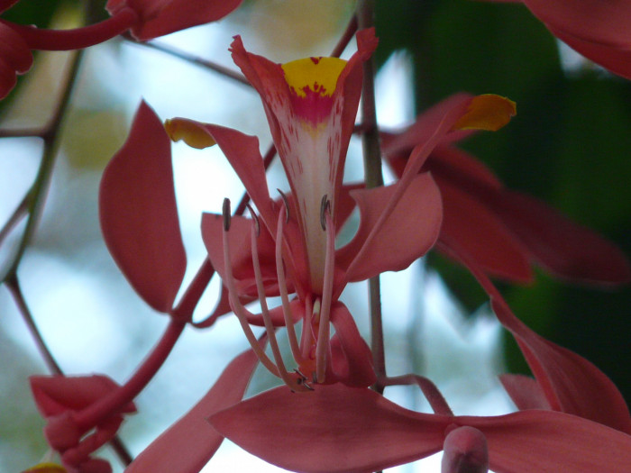암헤르스티아 노빌리스 - Pride of Burma, Amherstia nobilis 