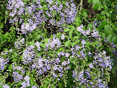 듀란타 사진 - Duranta erecta L Photos