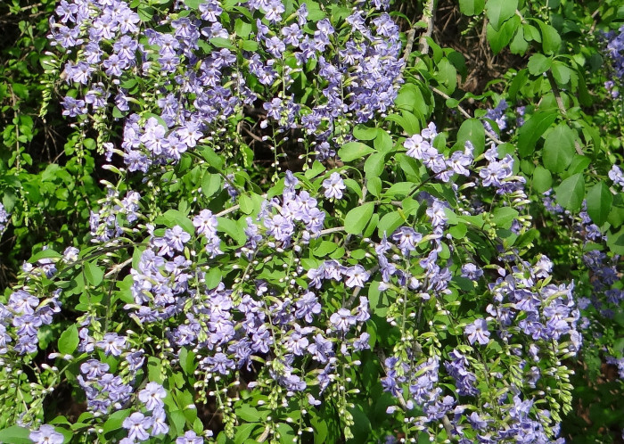 듀란타 - Duranta repens, Duranta erecta L