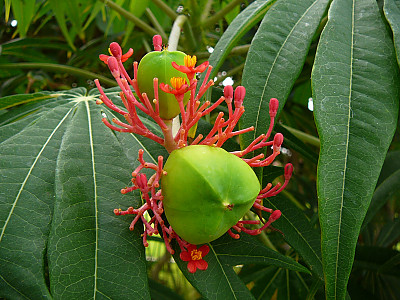야트로파 물티피다 사진 - Jatropha multifida Photos