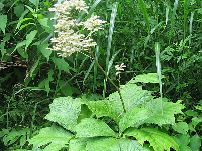 도깨비부채 사진 - Rodgersia podophylla A.Gray Photos