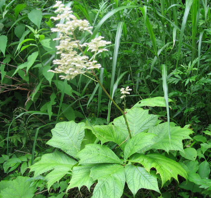 도깨비부채 - Rodgersia podophylla A.Gray