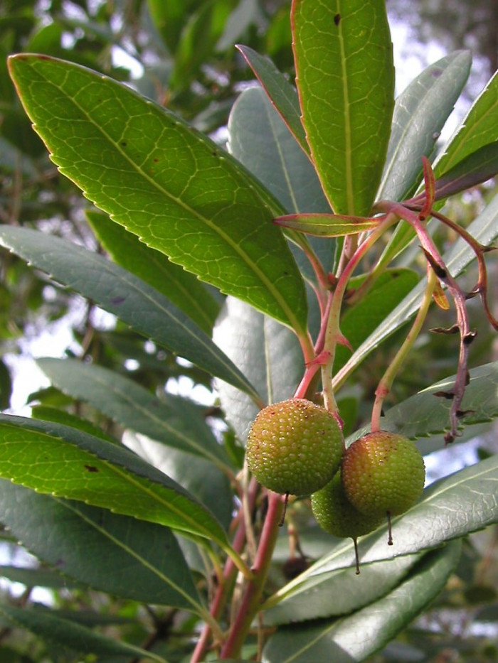 딸기나무 - Strawberry Tree, Arbutus unedo