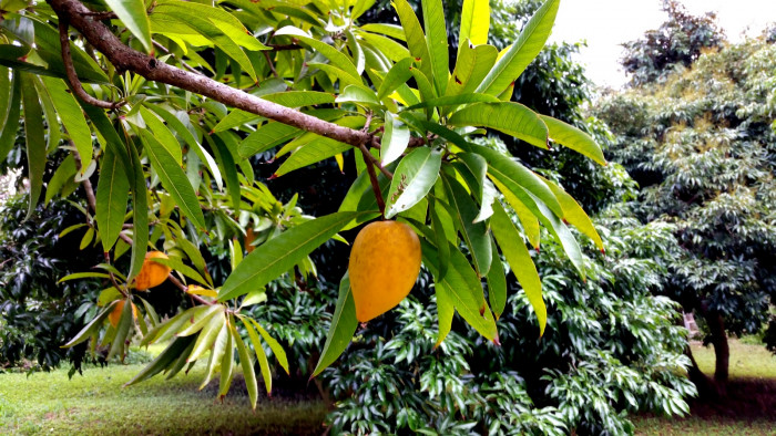계란과일 - Egg Fruit, Pouteria campechiana