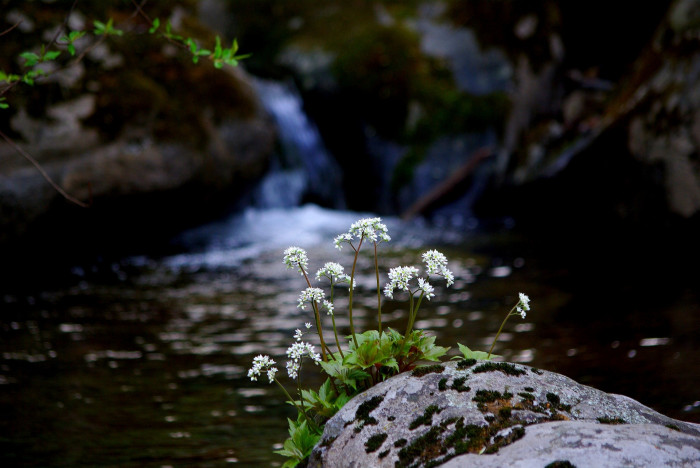 우산나물 - Syneilesis palmata