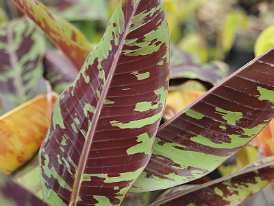 블러드 바나나 사진 - Musa acuminata var. zebrina Photos