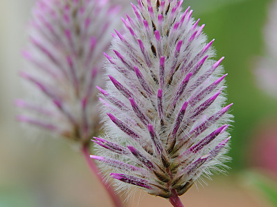 프틸로투스 사진 - Ptilotus exaltatus Photos