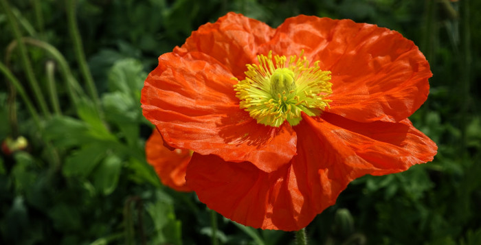 개양귀비 - Field Poppy, Papaver rhoeas L.