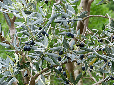 올리브나무 사진 - Olea europaea Photos