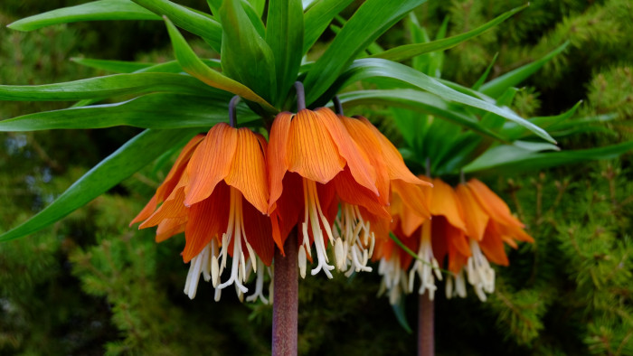 프리틸라리아 - Crown Imperial, Fritillaria imperialis