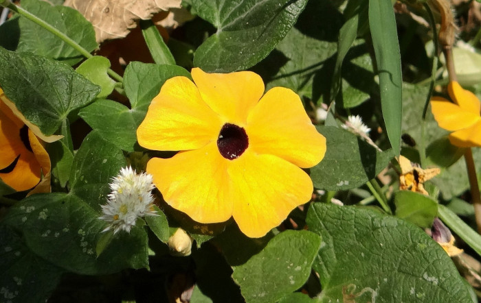 아프리카 나팔꽃 - Black-eyed Susan vine, Thunbergia alata