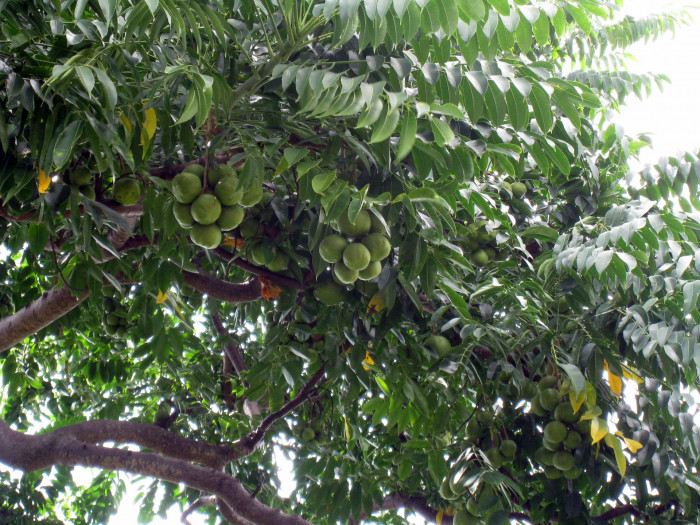 암바렐라 - Ambarella, Dwarf Golden Plum, Makok faring, Spondias Dulcis