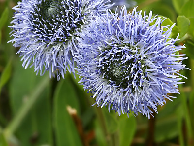 글로블라리아  펀타타 사진 - Globularia punctata Photos