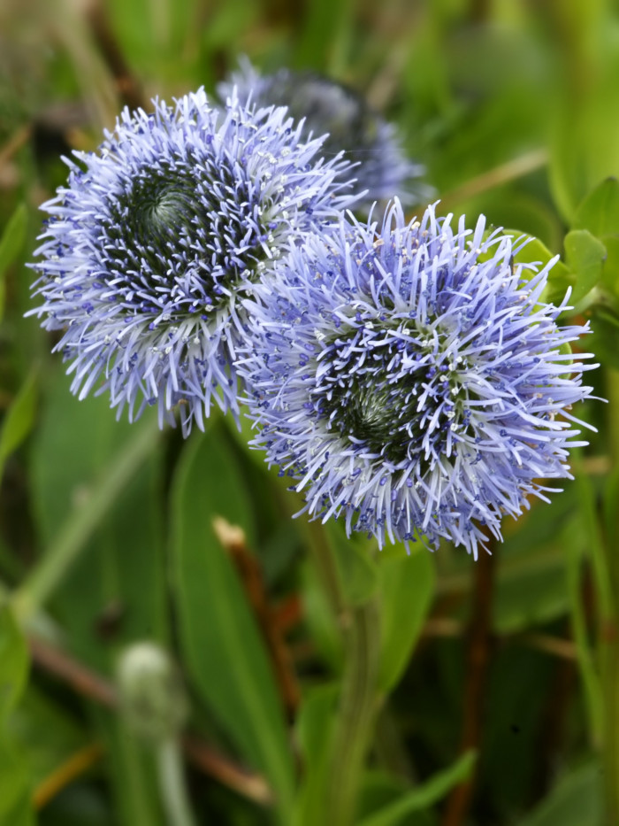 글로블라리아  펀타타 - Globe Daisy, Globularia punctata