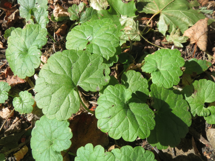긴병꽃풀 - Glechoma hederacea var
