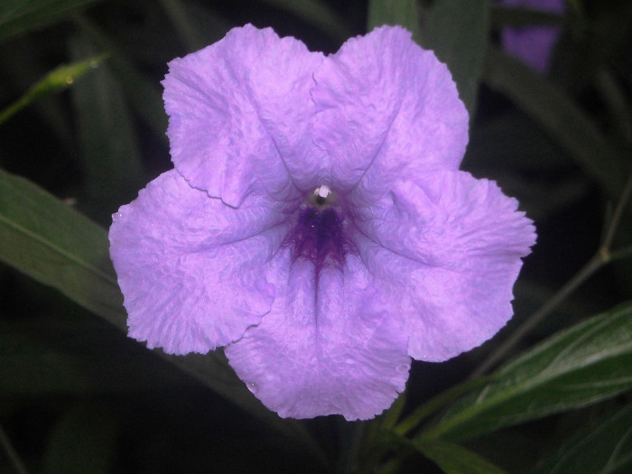 루엘리아 - Mexican petunia, Ruellia brittoniana