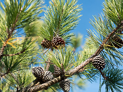 리기다소나무 사진 - Pinus rigida Mill. Photos