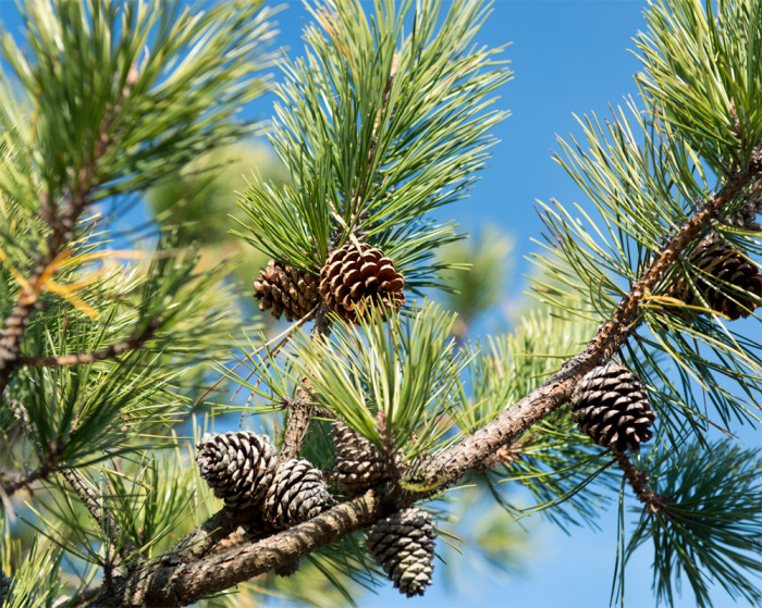 리기다소나무 - Pitch Pine, Pinus rigida Mill.