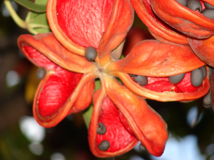 자바올리브 - Stinky sterculia, hazel sterculia, bastard poon tree, java olive tree, Sterculia foetida