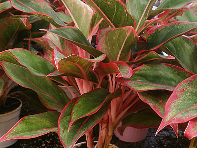 아글라오네마 사진 - Aglaonema commutatum Photos