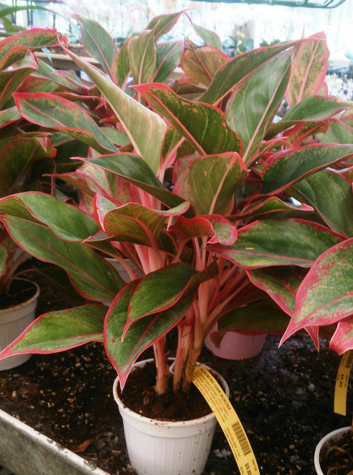 아글라오네마 - Chinese Evergreen, Aglaonema commutatum