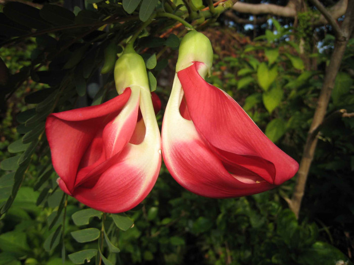 벌새나무 - vegetable hummingbird, agati, hummingbird tree, Sesbania grandiflora