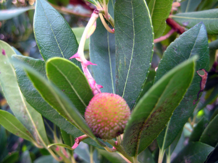 딸기나무 - Strawberry Tree, Arbutus unedo