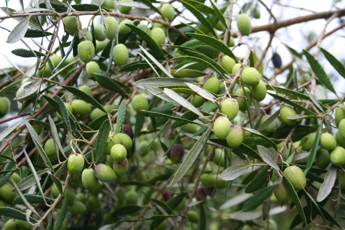 올리브나무 - Olive, Olea europaea