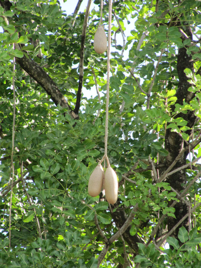 소시지나무 - Sausage Tree, Kigelia africana