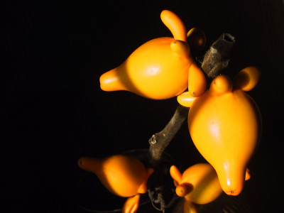 노랑혹가지 사진 - Solanum mammosum Photos
