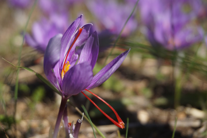 샤프란 - Saffron crocus, autumn crocus, Crocus sativus L.