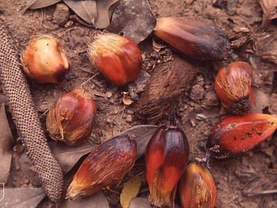 기름야자 사진 - Elaeis guineensis Photos