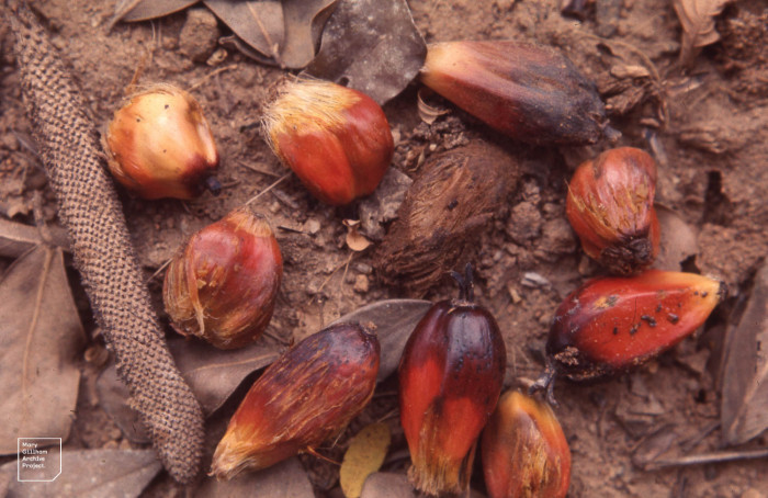 기름야자 - Oil palm, African Oil Palm, Elaeis guineensis