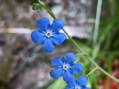 푸른 눈의 메리 사진 - Omphalodes verna Photos