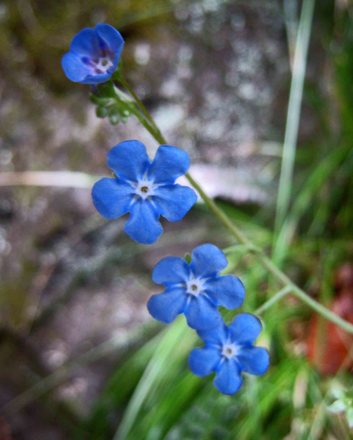 푸른 눈의 메리 - Blue eyed Mary, Omphalodes verna