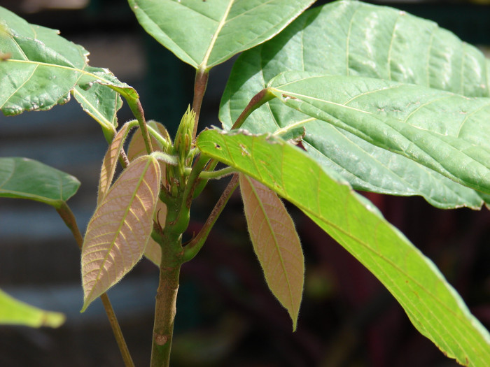 카카오 - Cacao tree, cocoa tree, Theobroma cacao