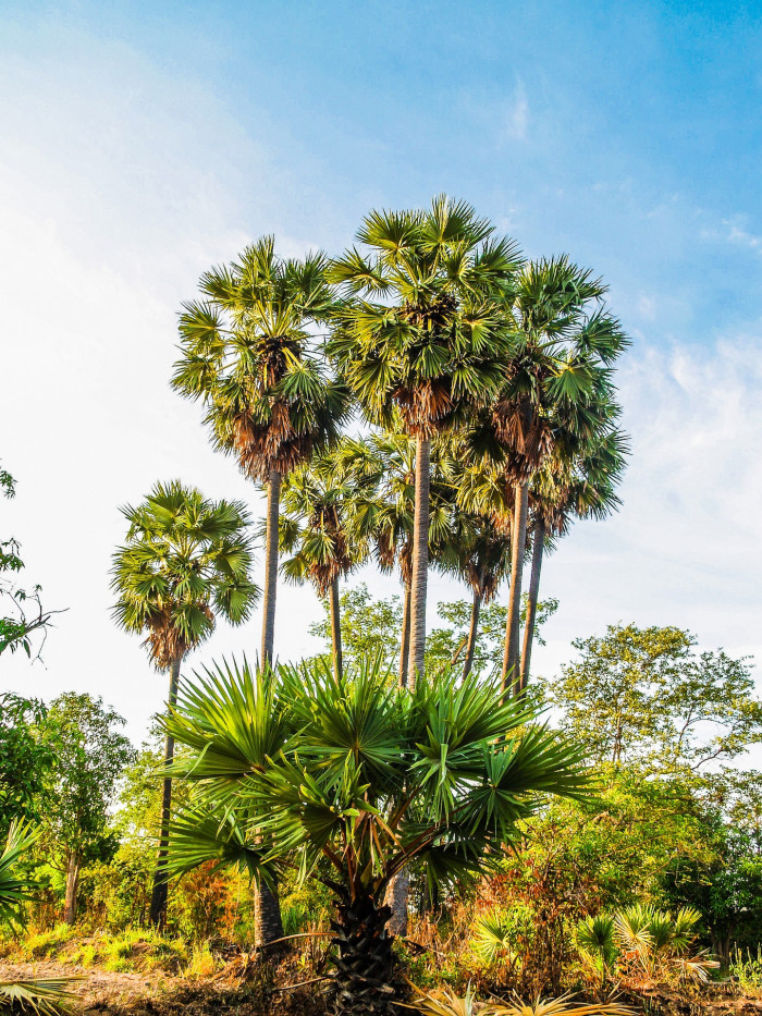 양배추 야자 - cabbage-palm, palmetto, cabbage palmetto, blue palmetto, Carolina palmetto, common palmetto, Sabal palmetto