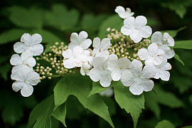 백당나무 - Viburnum opulus L. var. calvescens (Rehder) H. Hara