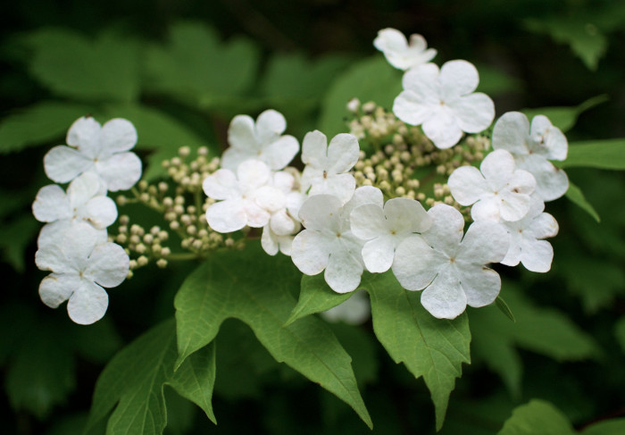 백당나무 - Viburnum opulus L. var. calvescens (Rehder) H. Hara
