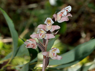 털사철란 사진 - Goodyera velutina Maxim. ex Regel Photos