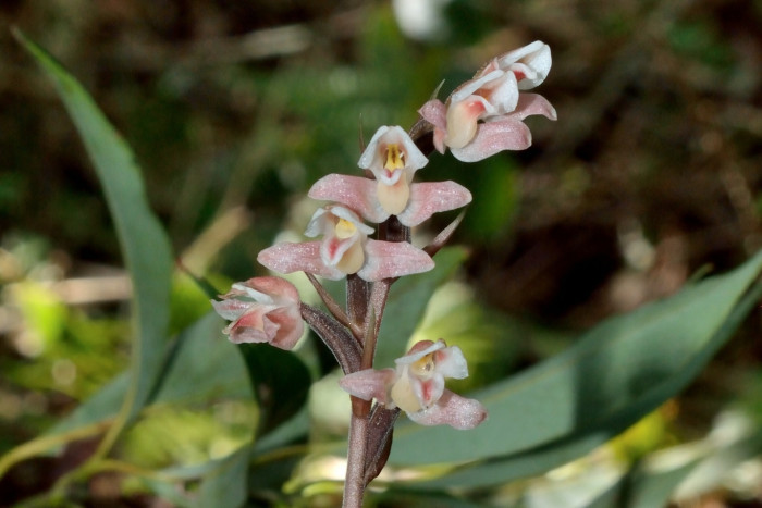 털사철란 - Goodyera velutina Maxim. ex Regel