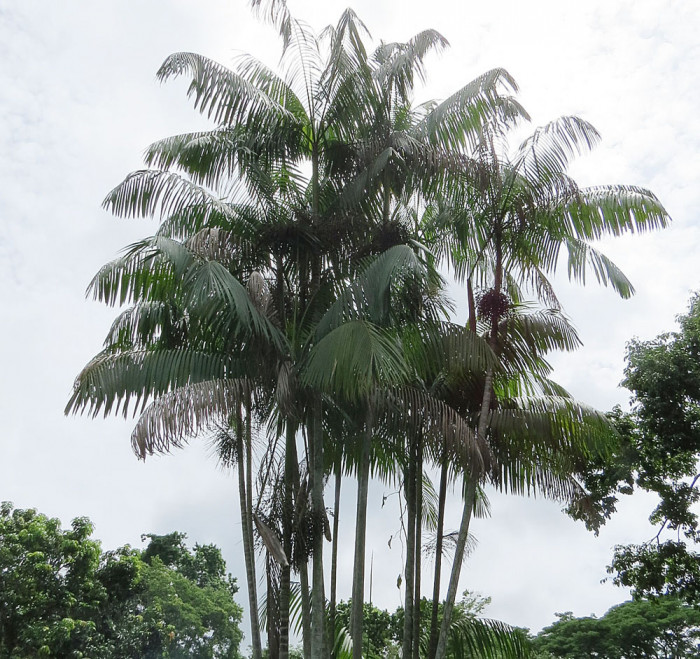 아카이야자 - Acai Palm, Açaí palm, Assai palm, Euterpe oleracea