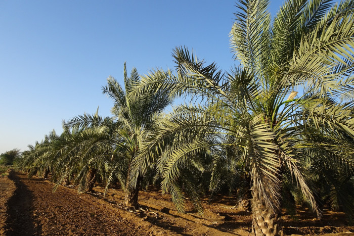 대추야자 - date palm, Phoenix dactylifera