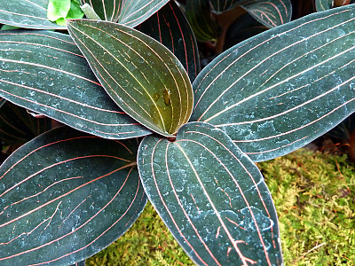 보석란 사진 - Ludisia discolor (Ker Gawl.) A. Rich. Photos